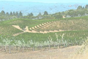 Sky Pine Vineyard Animated 20130630-DSC_1025